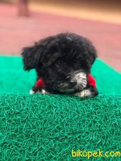Black Poodle Erkek Yavrumuz 3