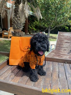 Black Poodle Toy Orjinal Microchipli Pasaportlu 4