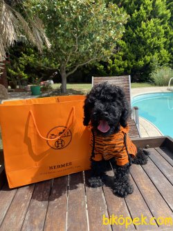 Black Poodle Toy Orjinal Microchipli Pasaportlu 2