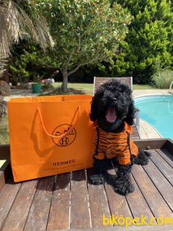 Black Poodle Toy Orjinal Microchipli Pasaportlu 1