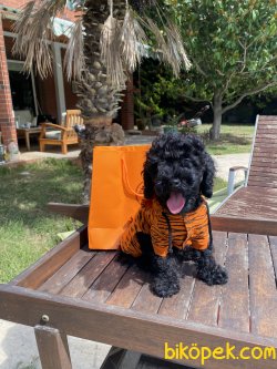 Black Poodle Toy Orjinal Microchipli Pasaportlu 5