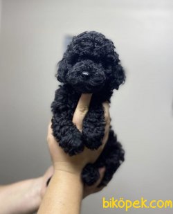 Black Poodle Yavrularimiz İrkinin En İyisi 1