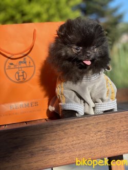 Black Silver Boo Pomeranian Nadir Renk 5