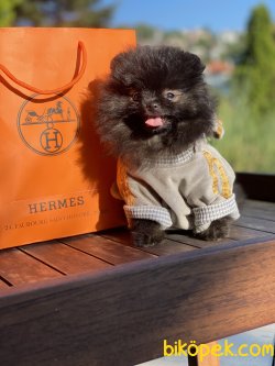 Black Silver Boo Pomeranian Nadir Renk 3