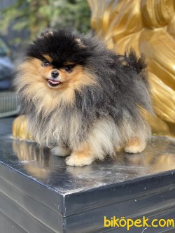 Black Tan Orjinal Boo Pomeranian 3