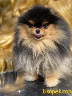 Black Tan Orjinal Boo Pomeranian 4