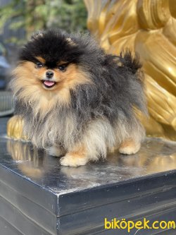 Black Tan Orjinal Boo Pomeranian 1