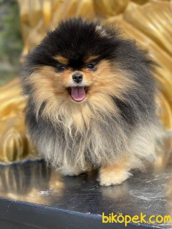 Black Tan Orjinal Boo Pomeranian 2