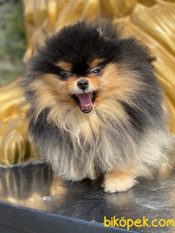 Black Tan Orjinal Boo Pomeranian 5