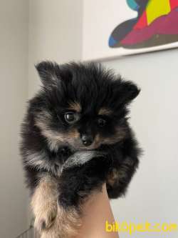 Black Tan Pomeranian 3