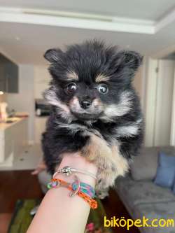 Black Tan Pomeranian 1