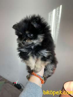 Black Tan Pomeranian 2