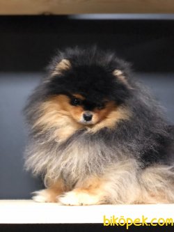 Black Tan Pomeranian Boo Ve Çok Daha Fazla Çeşit 1