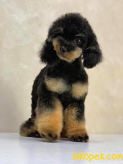 Black Tan Tea Cup Nadir Renk Poodle 2