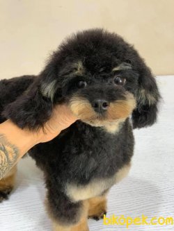 Black Tan Tea Cup Nadir Renk Poodle 3