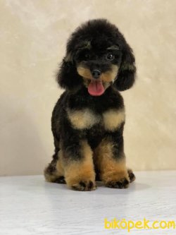 Black Tan Tea Cup Nadir Renk Poodle 1
