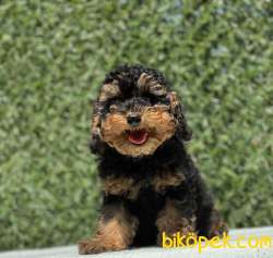 BLACK TAN TOY POODLE BEBEĞİMİZ 3