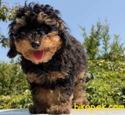 BLACK TAN TOY POODLE BEBEĞİMİZ 5