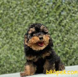 BLACK TAN TOY POODLE BEBEĞİMİZ 2