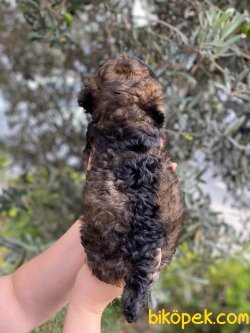 Black Tan Toypoodle 4