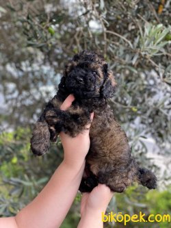 Black Tan Toypoodle 2