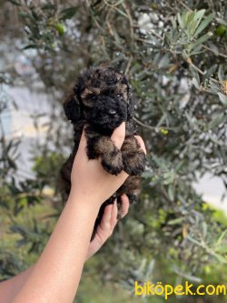 Black Tan Toypoodle 1