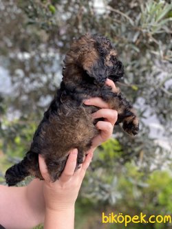 Black Tan Toypoodle 3