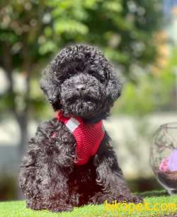Black Toy Boy Güzel Yüzlü Poodle 2