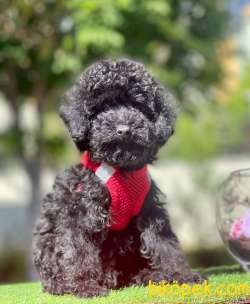 Black Toy Boy Güzel Yüzlü Poodle 1