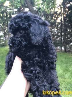 Black Toy Poodle 4