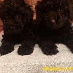 Black Toy Poodle 1