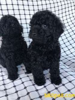 Black Toy Poodle 2