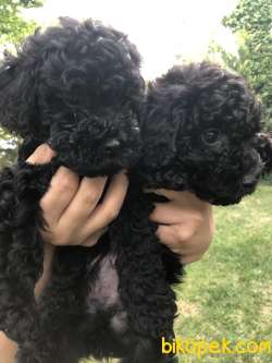 Black Toy Poodle 5