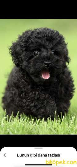 Black Toy Poodle 3