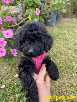 BLACK TOY POODLE 1
