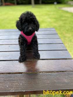 BLACK TOY POODLE 3