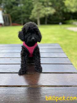 BLACK TOY POODLE 2