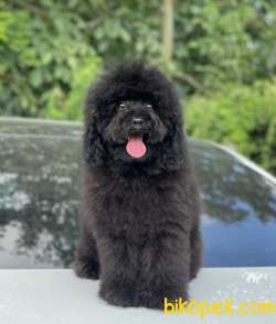 BLACK TOY POODLE 4