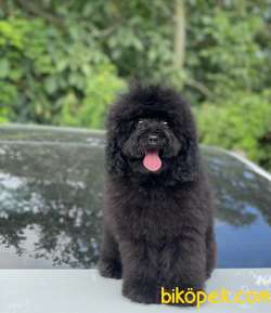 BLACK TOY POODLE 5