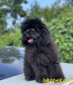BLACK TOY POODLE 3