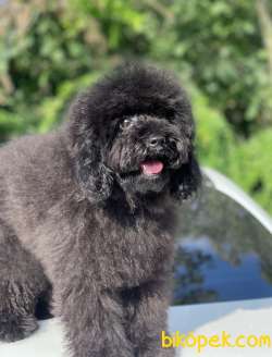 BLACK TOY POODLE 1