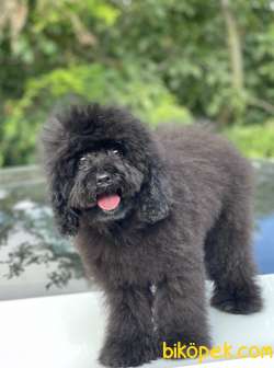 BLACK TOY POODLE 2
