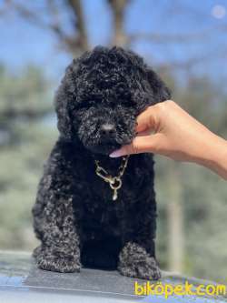 Black Toy Poodle 4