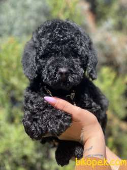 Black Toy Poodle 2