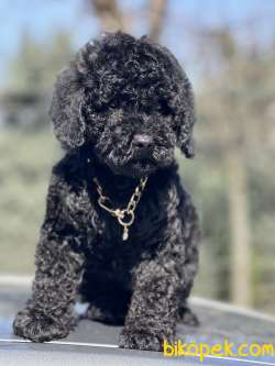 Black Toy Poodle 3