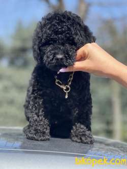 Black Toy Poodle