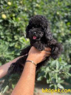 SİYAH İNCİ TOY POODLE YAVRULAR 1