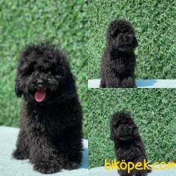 SİYAH İNCİ TOY POODLE YAVRULAR 3