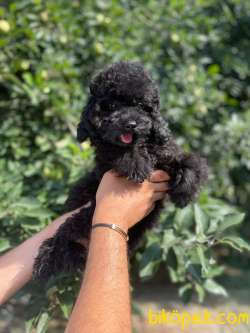 SİYAH İNCİ TOY POODLE YAVRULAR 2