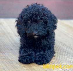Black Toy Poodle Oğlum Sizlerle 2